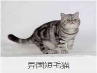 湖北卓昶科技有限公司