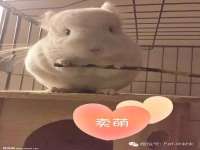湖北卓昶科技有限公司