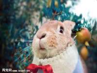 湖北卓昶科技有限公司